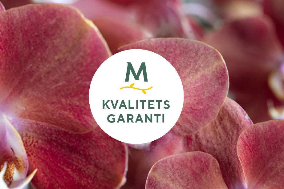 Kvalitetsgaranti orkide