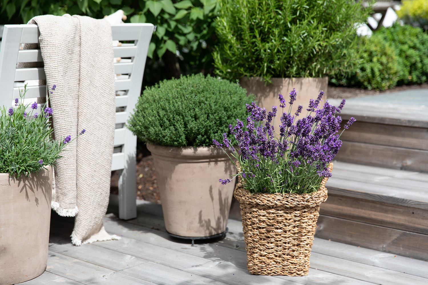 Lavendel og urter