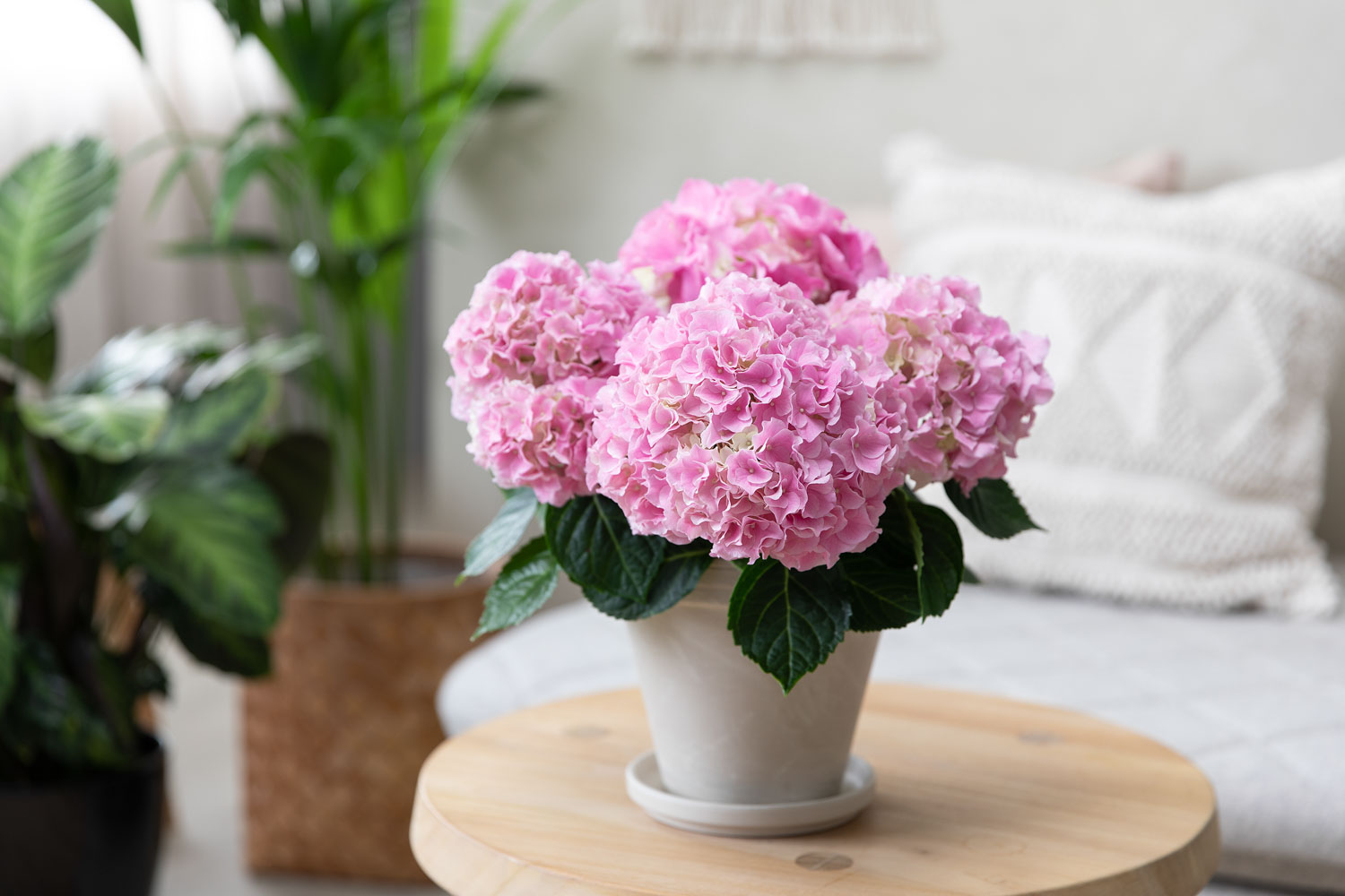 Stueblomster