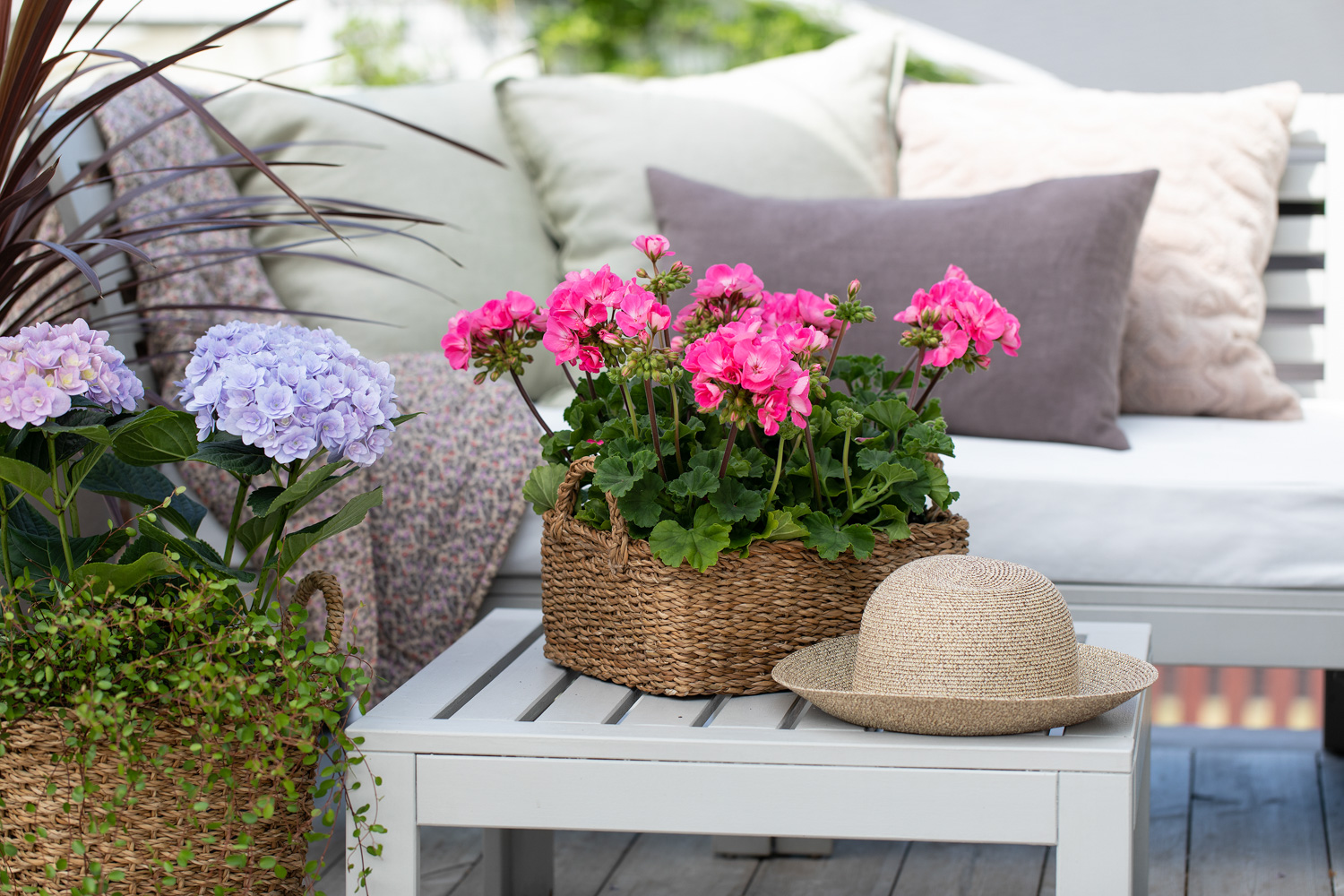 Pelargonia i kurv